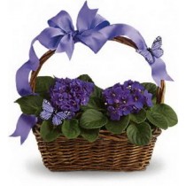 Cosulet cu 2 Violete de Parma mov