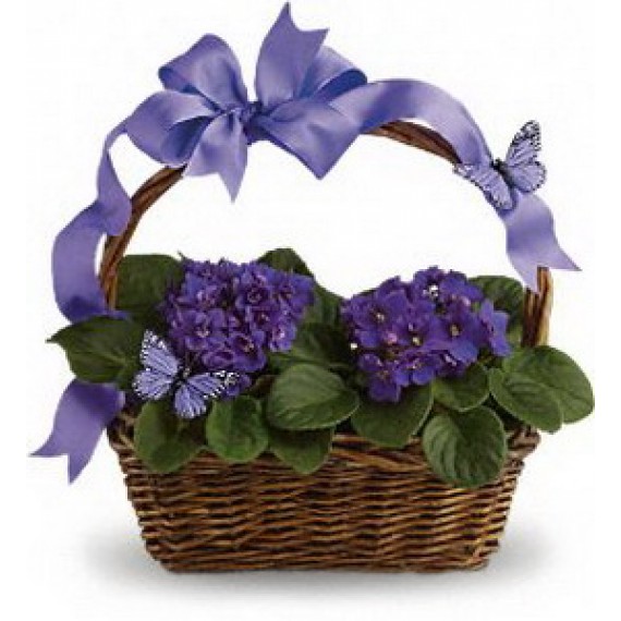 Cosulet cu 2 Violete de Parma mov