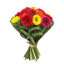 Buchet 11 Gerbere