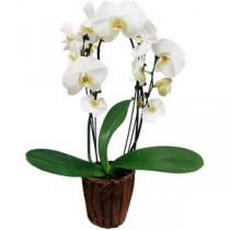 Orhidee Delicata in ghiveci
